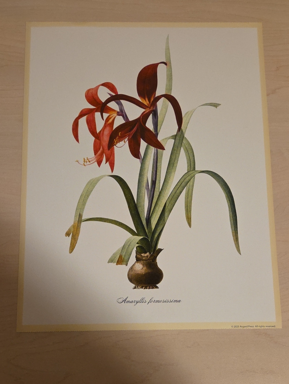 Amaryllis Formosissima Poster by Pierre-Joseph Redoute, 1805